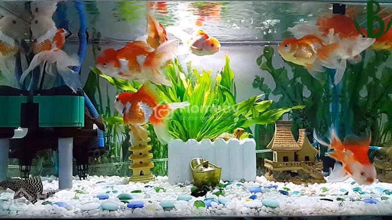 Trước Giao thừa, đặt 3 vật này ở phòng khách để may mắn cả năm