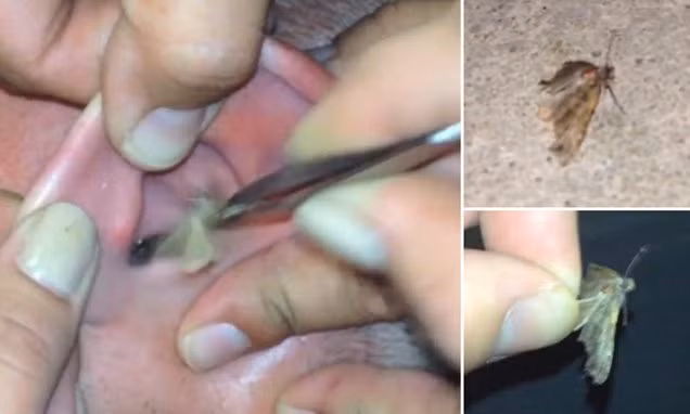 het hon voi nhung sinh vat la trong co the nguoi - 2