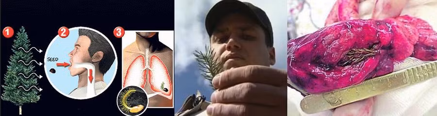 het hon voi nhung sinh vat la trong co the nguoi - 10