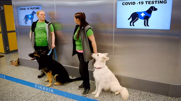 Phần Lan: Sân bay Helsinki sử dụng chó đánh hơi người mắc Covid-19