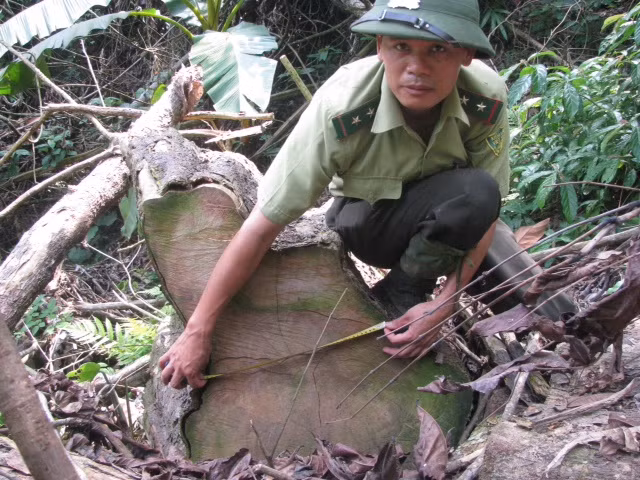 Cán bộ Hạt kiểm lâm Quan Sơn kiểm tra việc chặt phá rừng. Ảnh: Nguyễn Quỳnh 