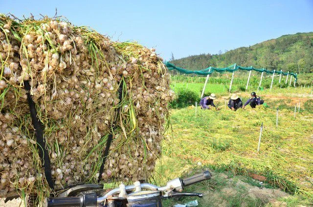 Đủ kiểu làm giả, làm nhái tỏi Lý Sơn