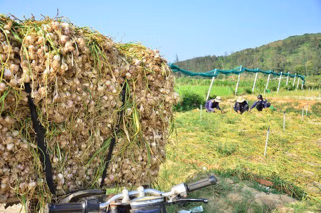 Đủ kiểu làm giả, làm nhái tỏi Lý Sơn, lừa dối người tiêu dùng - 1