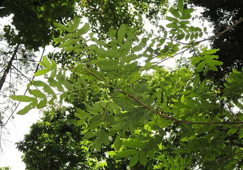 Cây cơi có tên khoa học là Pterocarya Tonkinensis (Franch.) Dode. Đây là loại cây nhỡ leo cao 5-10m, lá kép lông chim, hoa đơn tính, quả họp thành bông thòng, rất dài, tới 15cm hoặc dài hơn. Ảnh: ydvn.