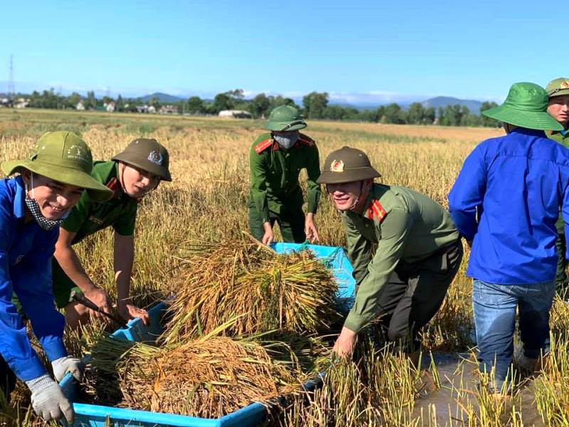 Công an, đoàn viên giúp dân thu hoạch lúa sau lũ