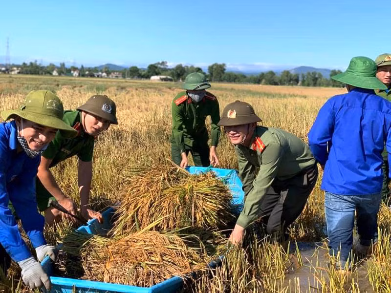 Công an, đoàn viên giúp dân thu hoạch lúa sau lũ