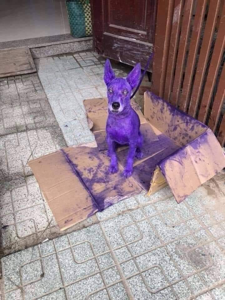 Những hình ảnh hài hước trong ngày ảnh 5