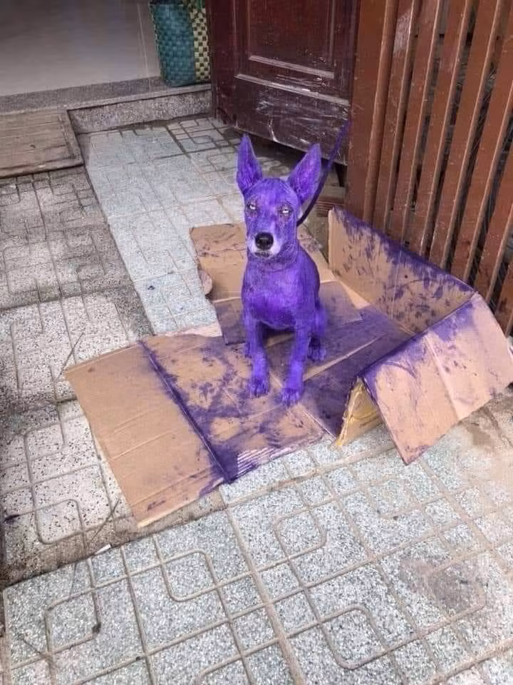 Những hình ảnh hài hước trong ngày ảnh 5