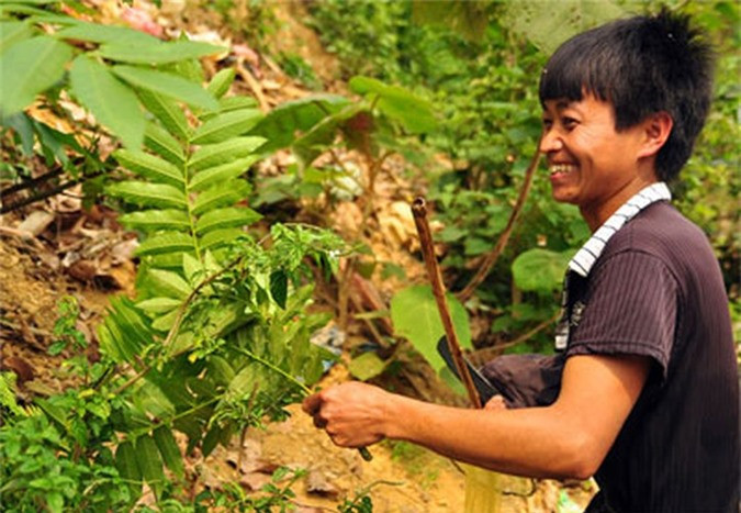 Độc đáo loài cây khiến cá bị “say”, "nổi" nhất xứ Nghệ - Hình 5 Doc dao loai cay khien ca bi “say”,