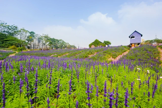 Cánh đồng hoa Nữ hoàng xanh.