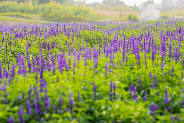 Hoa có thời gian nở rất lâu.