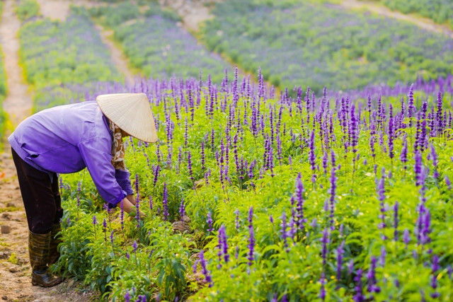 Hoa nữ hoàng xanh cần sự chăm sóc tỉ mỉ.