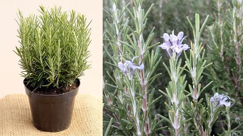 Những loại cây nên trồng giúp ngôi nhà luôn ngát hương thơm ảnh 1