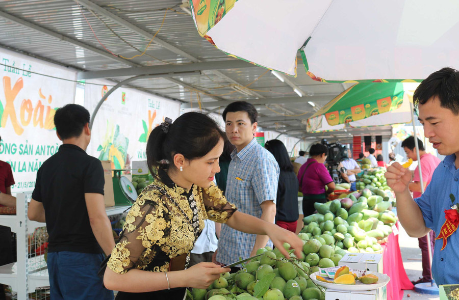 Khách tham quan và thưởng thức đặc sản xoài Yên Châu (Sơn La) có vị ngọt và mùi thơm hấp dẫn