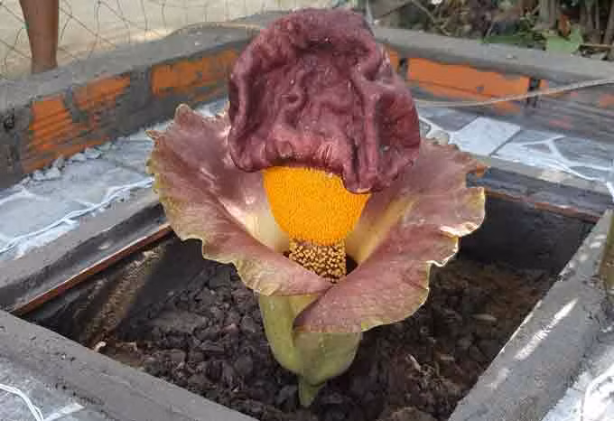 nguoi dan lap ban tho, thap huong cho 1 bong hoa la moc o bo rao - 1