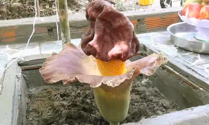 nguoi dan lap ban tho, thap huong cho 1 bong hoa la moc o bo rao - 2