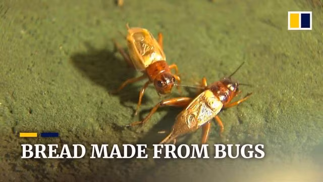 Kỳ lạ: Thưởng thức bánh mỳ làm từ dế - 2