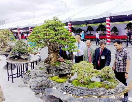 Tác phẩm bon sai đại đạt giải đồng. Tác phẩm bon sai đại đạt giải đồng.