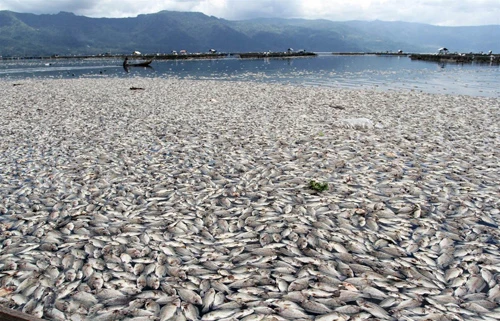 Hàng tấn cá chết ở hồ Maninjau, Indonesia.