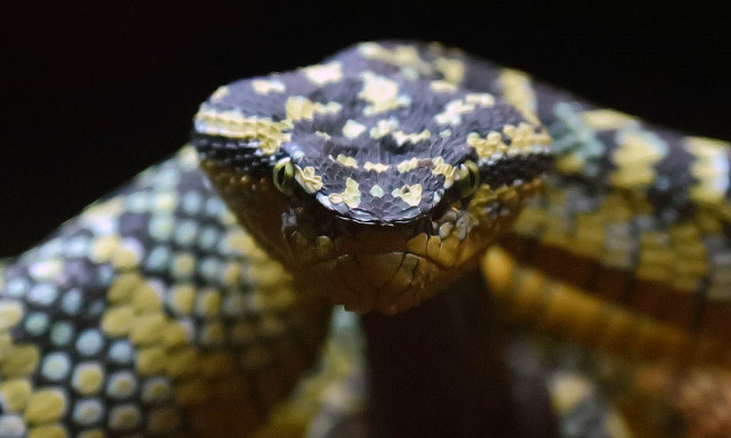 Một loài rắn Viper