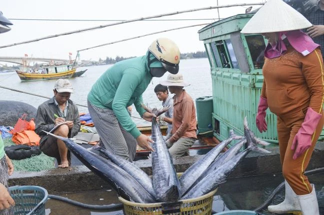 Ưu tiên hỗ trợ đào tạo nghề cho ngư dân