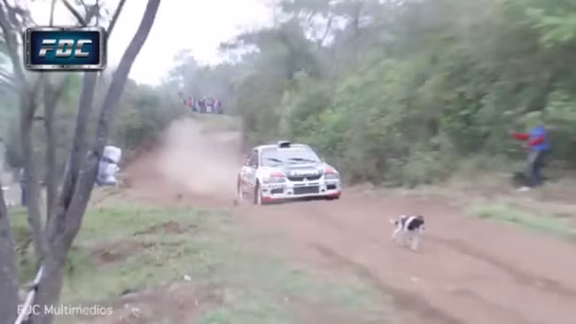 Lạc vào đường đua, chú chó thoát chết thần kỳ dưới gầm ô tô - Ảnh 2.