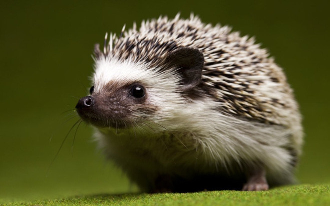 Hình dáng bé nhỏ, dễ thương của nhím gai Hedgehog