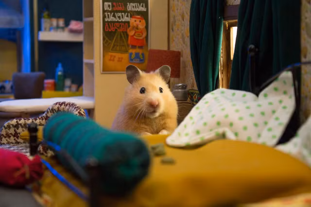 Phòng riêng xinh xắn của một chú chuột.