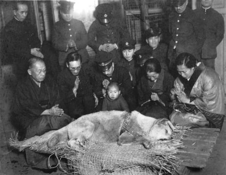 Cảm động chú chó trung thành 3 năm đợi chủ quay về ảnh 6 Ngày Hachiko qua đời tại nhà ga Shibuya