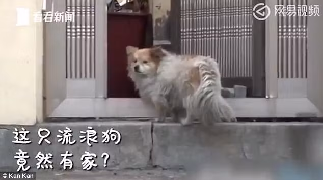 Chú chó Fu Shi đã kiên nhẫn đợi chủ suốt 3 năm bên căn nhà vắng lặng.