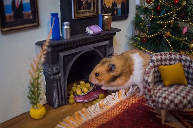 Khắp “khu phố ổ chuột” là đồ ăn để các chú chuột thêm hứng thú với việc diễn xuất.