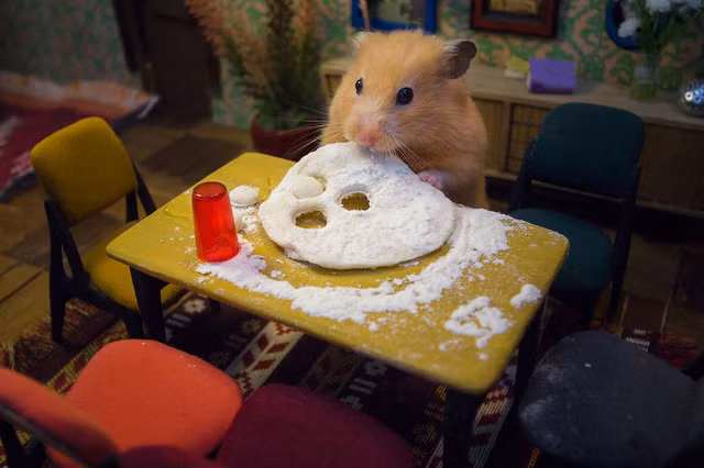 Những chú chuột hamster trong loạt clip “Hungry, Hungry Hamsters” hiện đang gây sốt tại Gruzia.