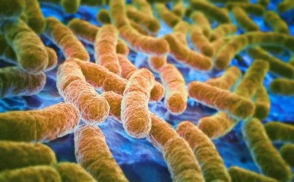 Thấy dấu hiệu này trên thịt gà nhưng vẫn ăn, 36 tiếng sau người phụ nữ ngộ độc tử vong - 2