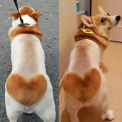 Mốt lông yêu thương cho cún cưng.