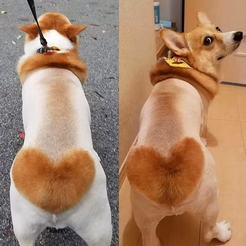 Mốt lông yêu thương cho cún cưng.