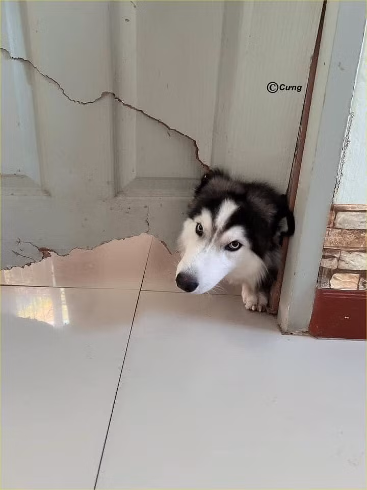 Sau sự xuất hiện của con “mối chúa” này không cánh cửa nào lành lặn.