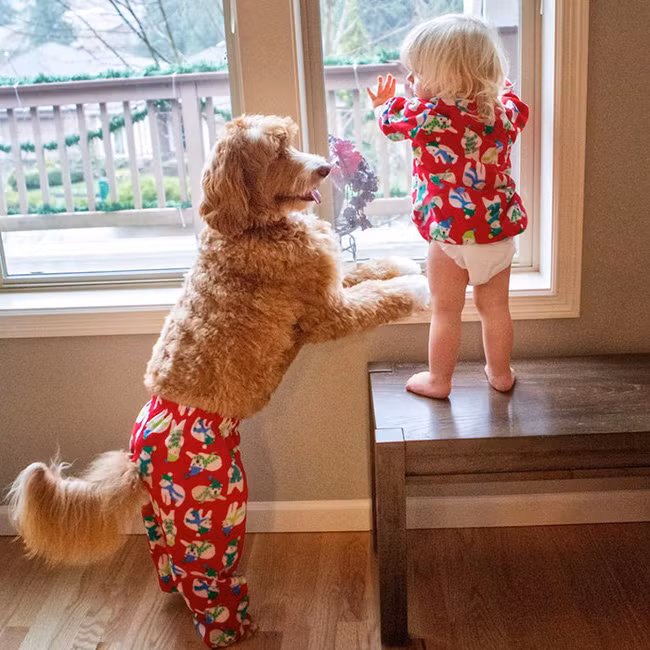 Ngắm cặp chủ - tớ đáng yêu này, bạn sẽ muốn nuôi chó ngay tức khắc - Ảnh 5.