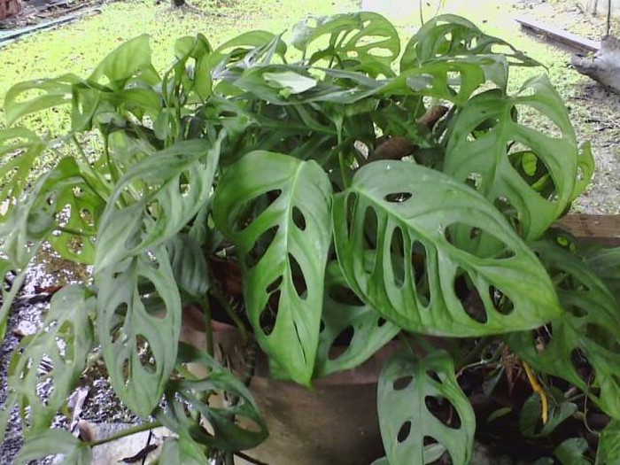 Loài cây có lá thủng lỗ chỗ, thanh lọc không khí cực kỳ hiệu quả ảnh 5