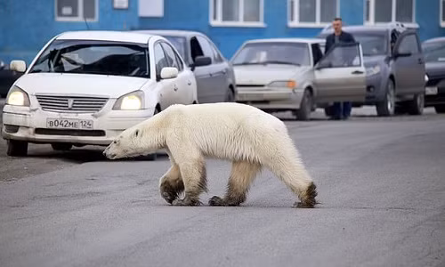Con gấu tránh những chiếc xe chạy trên đường. Ảnh: Siberian Times.