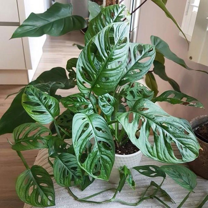 Loài cây có lá thủng lỗ chỗ, thanh lọc không khí cực kỳ hiệu quả ảnh 3