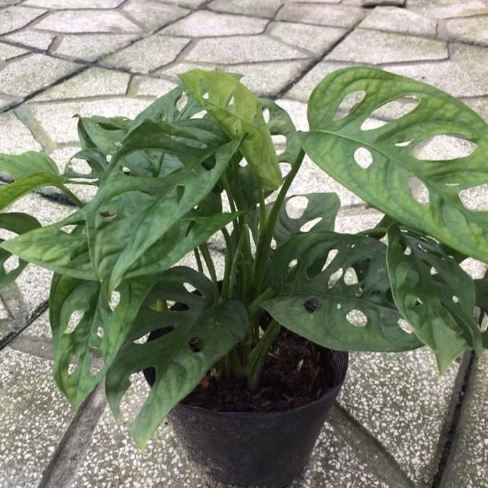 Loài cây có lá thủng lỗ chỗ, thanh lọc không khí cực kỳ hiệu quả ảnh 2 Loài cây có lá thủng lỗ chỗ, thanh lọc không khí cực kỳ hiệu quả ảnh 2