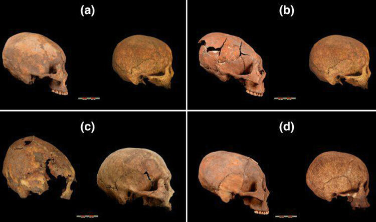 Hộp sọ sửa đổi (nhìn bên trái trong mỗi hộp) so với hộp sọ không thay đổi. Ảnh: Zhang và cộng sự. Hộp sọ sửa đổi (nhìn bên trái trong mỗi hộp) so với hộp sọ không thay đổi (Zhang và cộng sự)