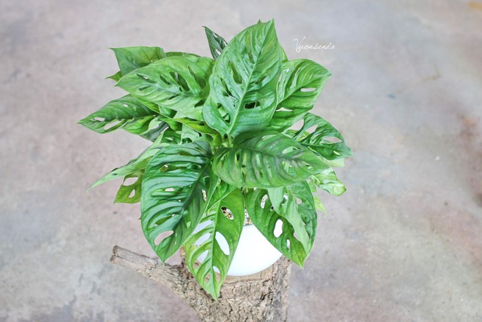 Loài cây có lá thủng lỗ chỗ, thanh lọc không khí cực kỳ hiệu quả ảnh 7