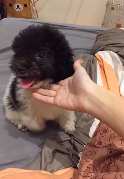 Lúc còn bộ lông thì rất đáng yêu.