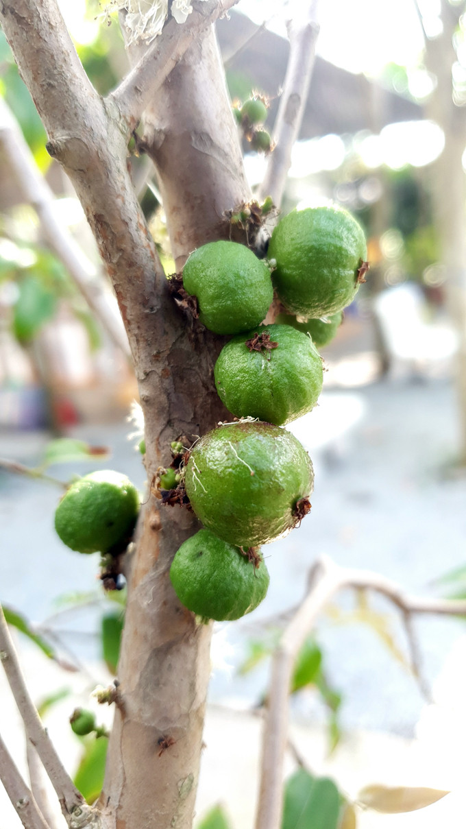 Xôn xao nho lạ Cần Thơ: Thân giống cây ổi, quả lại giống trái sung hình ảnh 2 xon xao nho la can tho: than giong cay oi, qua lai giong trai sung hinh anh 2