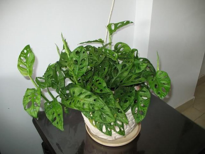 Loài cây có lá thủng lỗ chỗ, thanh lọc không khí cực kỳ hiệu quả ảnh 6