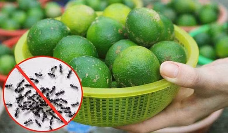 Mẹo diệt kiến hiệu quả không dùng hóa chất 