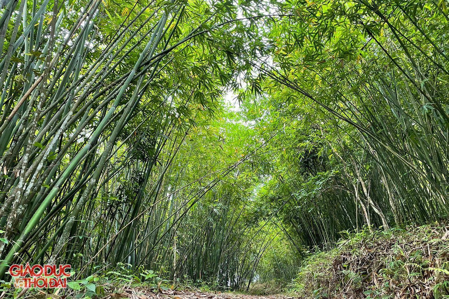 Nhờ có kỹ thuật chăm sóc và thu hoạch, rừng lùng ở Quế Phong đang ngày phát triển xanh tươi. Nhờ có kỹ thuật chăm sóc và thu hoạch, rừng lùng ở Quế Phong đang ngày phát triển xanh tươi.