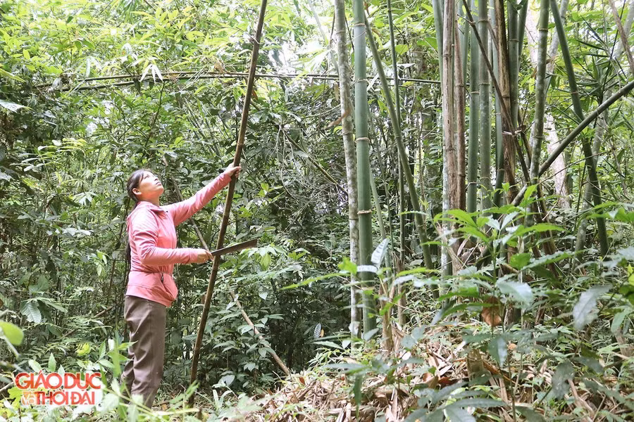 Chị Lương Thị Tiến (bản Mường Hinh, xã Đồng Văn) đang chăm sóc rừng lùng của gia đình.