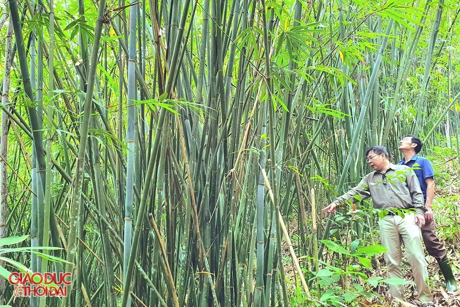 Rừng lùng tại huyện Quế Phong, Nghệ An